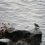 Fuglaskoðun 11. október 2025 Fuglaskoðun