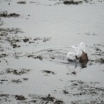 Fuglaskoðun 11. október 2025 Fuglaskoðun