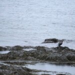 Fuglaskoðun 11. október 2025 Fuglaskoðun