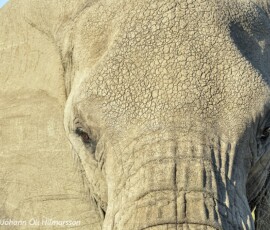 Serengeti