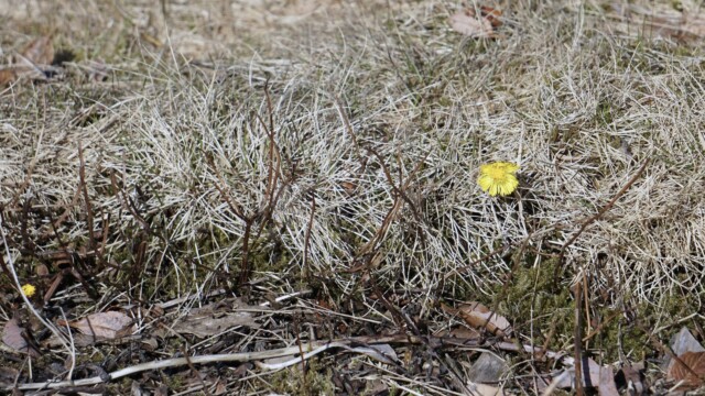 Vorverk í Vatnsmýrinni 2026