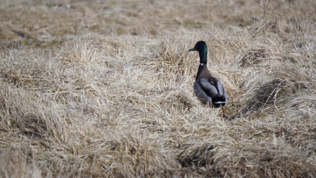 Vorverk í Vatnsmýrinni 2026