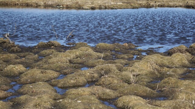 Vorverk í Vatnsmýrinni 2026