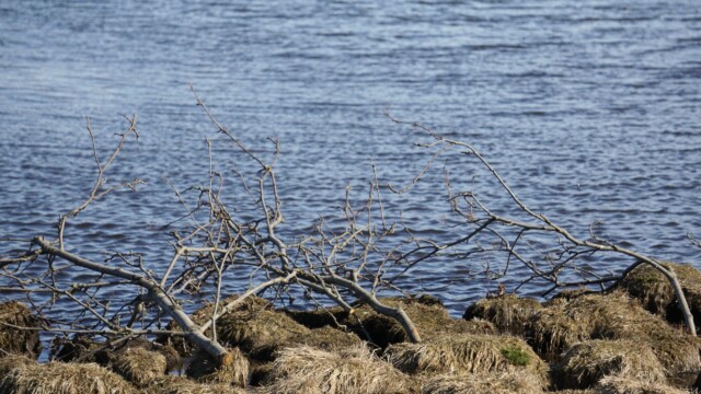 Vorverk í Vatnsmýrinni 2026