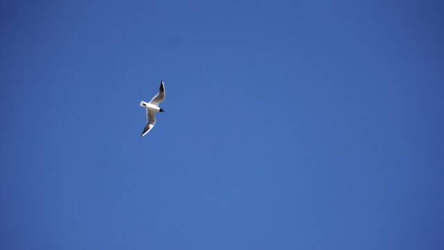 Vorverk í Vatnsmýrinni 2026