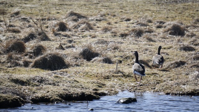 Vorverk í Vatnsmýrinni 2026