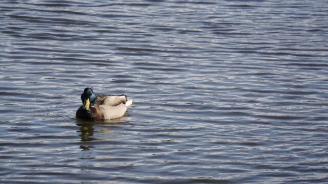 Vorverk í Vatnsmýrinni 2026
Stokkönd