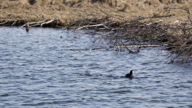 Vorverk í Vatnsmýrinni 2026
Bleshæna