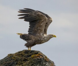 Örn. Ljósmyndari Þorfinnur Sigurgeirsson. Örn. Ljósmyndari Þorfinnur Sigurgeirsson.