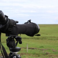 Mynd: Bára Huld Beck Fuglaskoðun í Friðlandi í Flóa 9. júní 2026